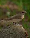 À l'automne, elle viendra peut-être au jardin pour trouver des sources de gras avant la migration.